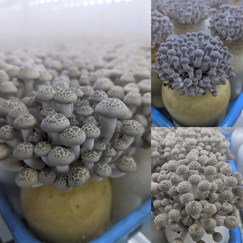 Hypsizigus marmoreus